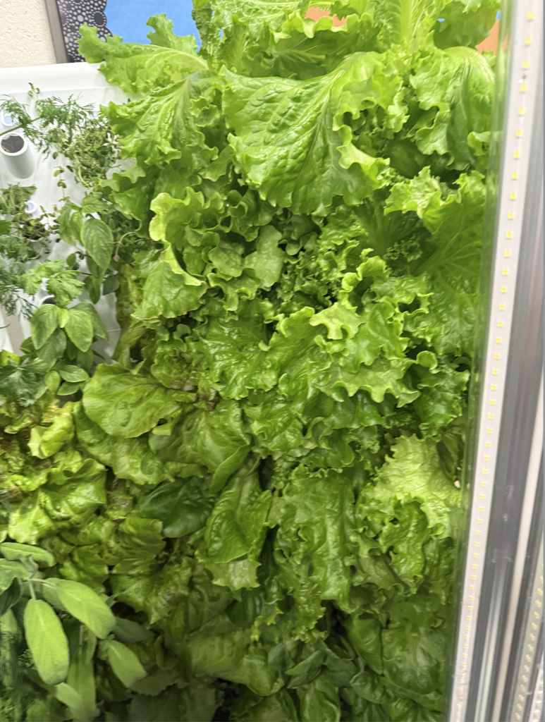 School Grown Hydroponic Lettuce
