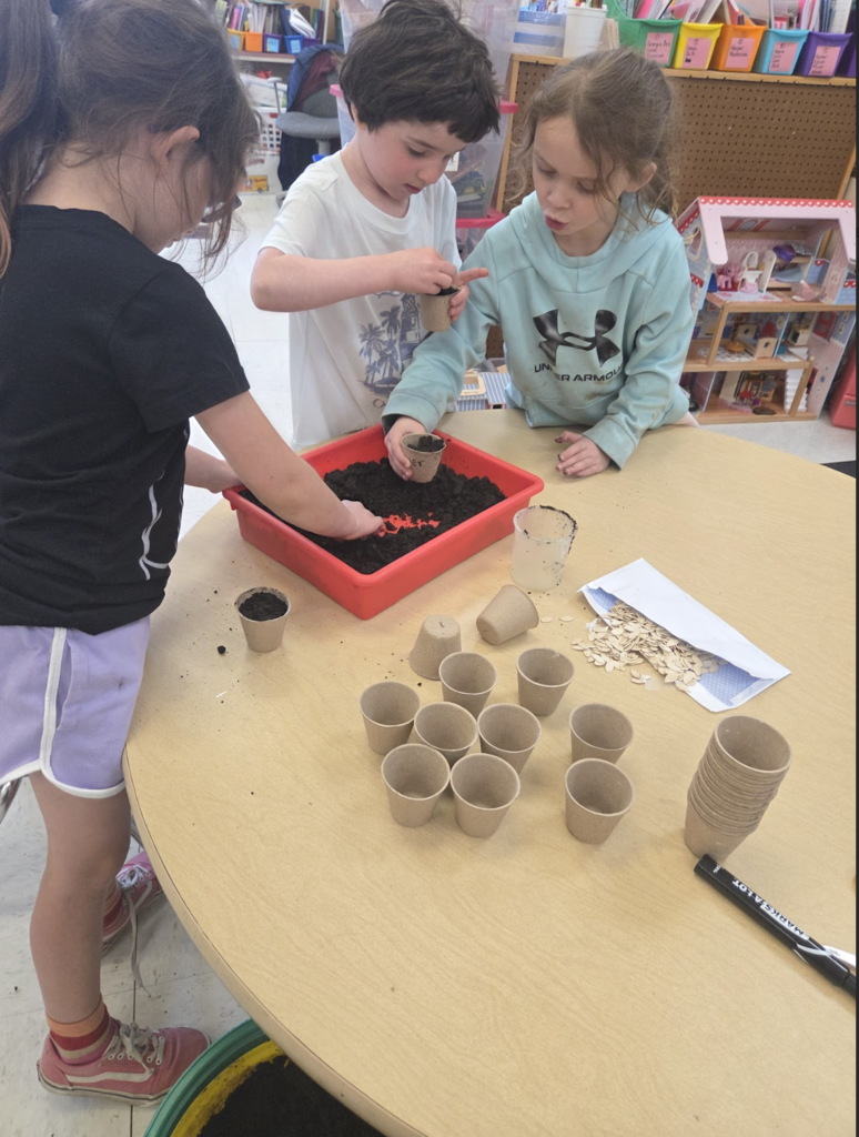 Students planting pumpkin seeds in composted soil