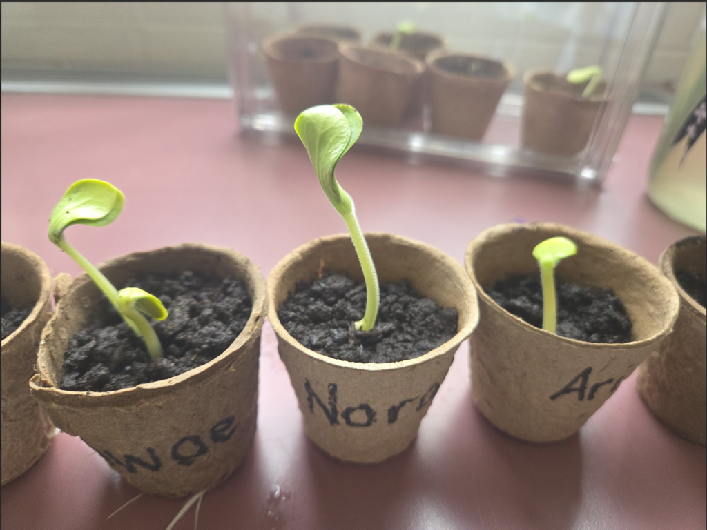 Pumpkins growing in composted soil