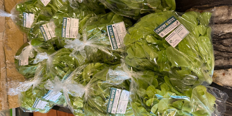 Packaged lettuce that was grown in the greenhouse