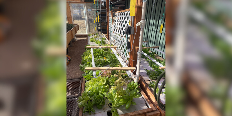 lettuce growing inside the greenhouse
