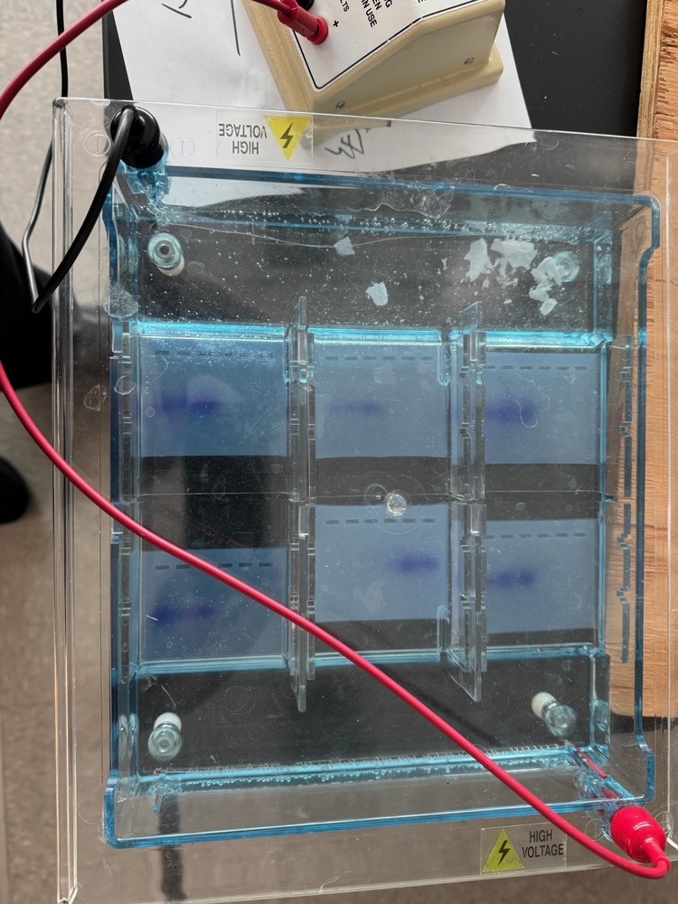DNA Fingerprinting Lab