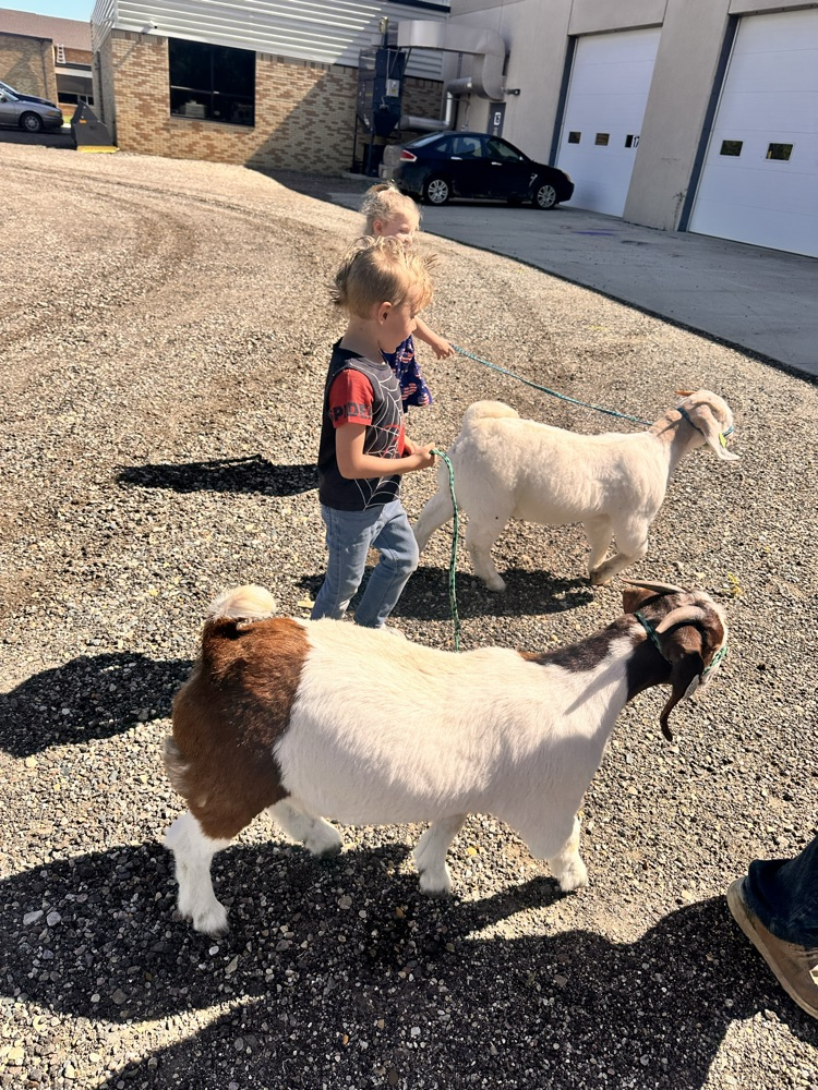 Walking Goats