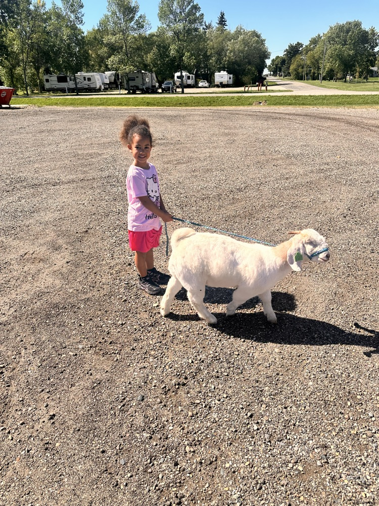 Walking goats