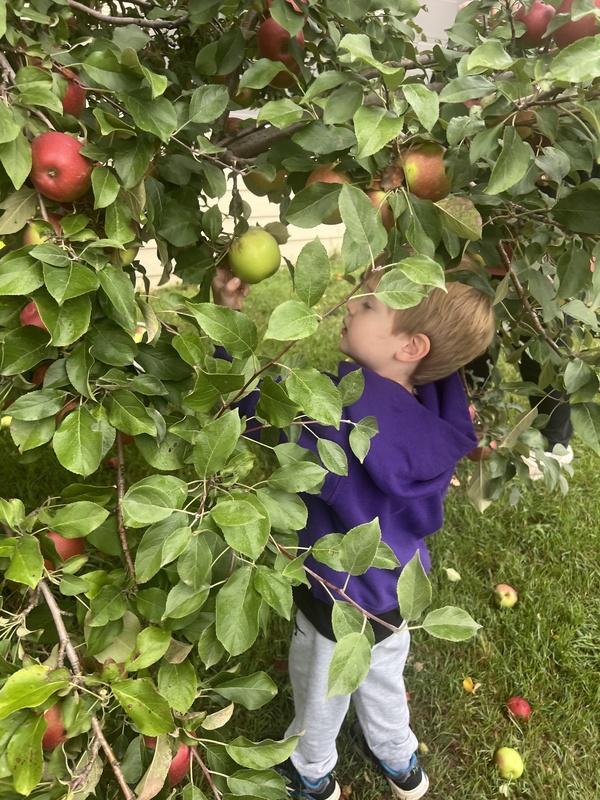 preschooler picking apple