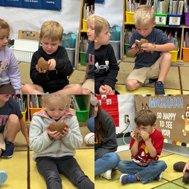 Feeling and smelling the inside of a coconut.
