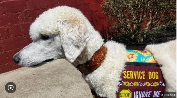 Image of a Poodle serving as a Service Dog