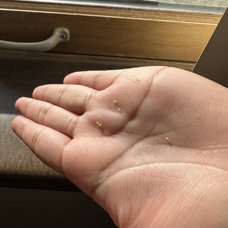 students conducting flower dissection 