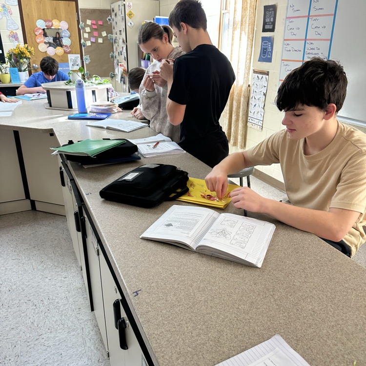 students conducting flower dissection 