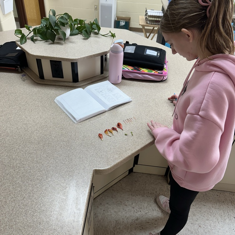 students conducting flower dissection 