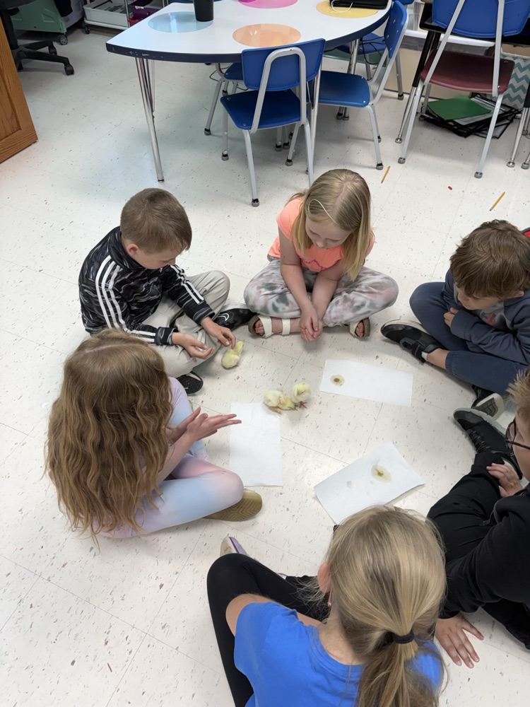 Playing with the baby chicks! 