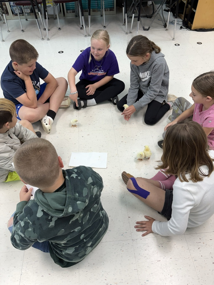 Playing with the baby chicks! 