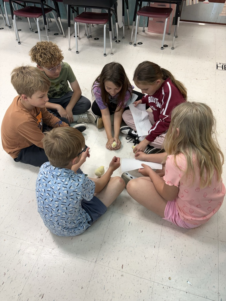 Playing with the baby chicks! 