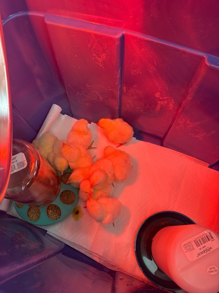 We have 10 chicks in Mrs. Bonnell’s class.  
