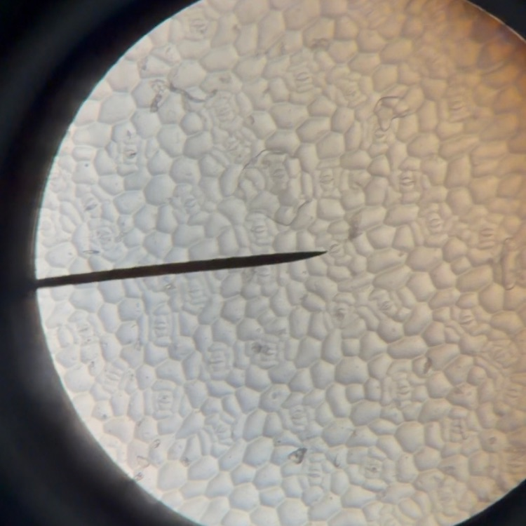 students using microscopes during a he stomata lab