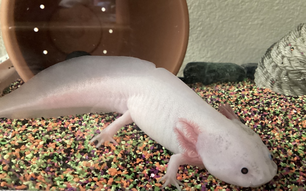 Axolotls