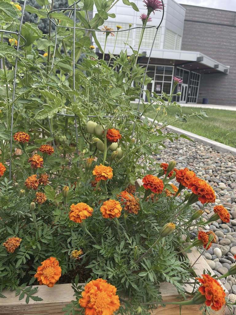 garden club boxes
