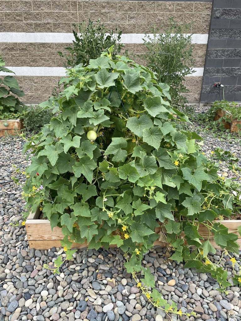 garden club boxes