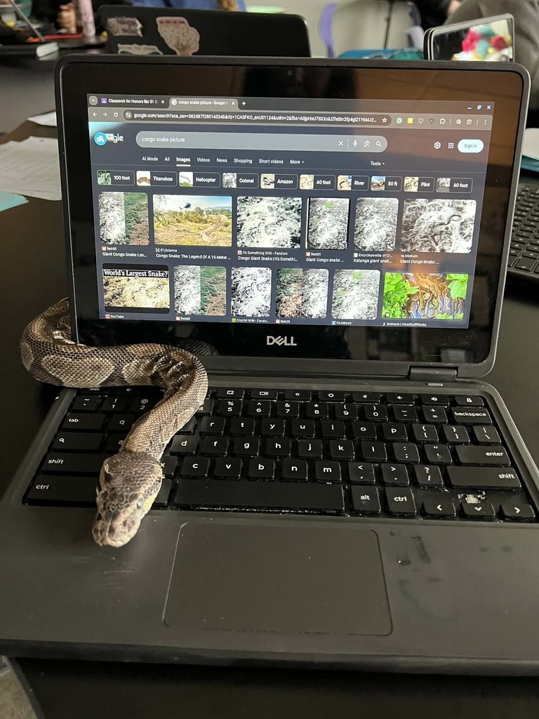 a snake on a computer