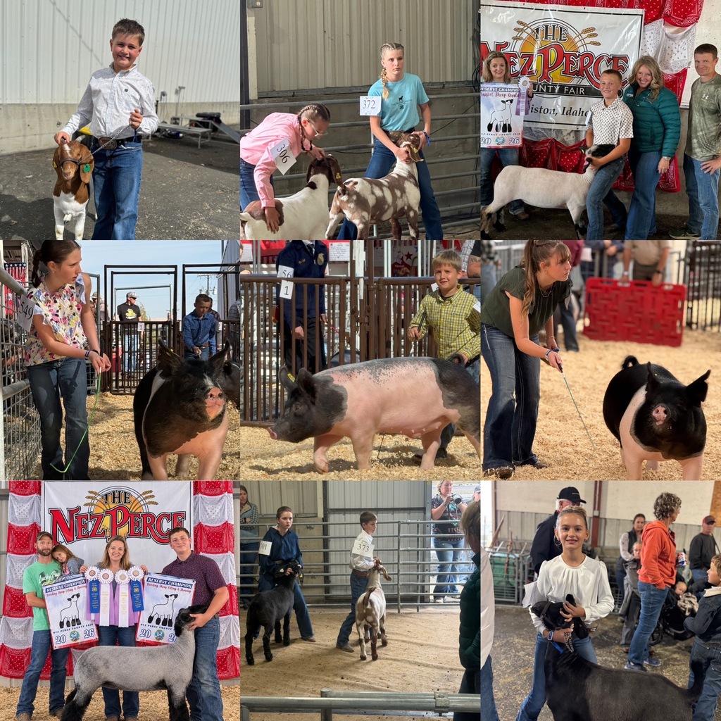students at the fair