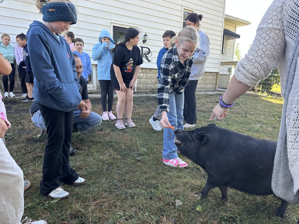 more pig feeding