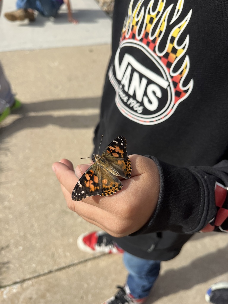 butterfly