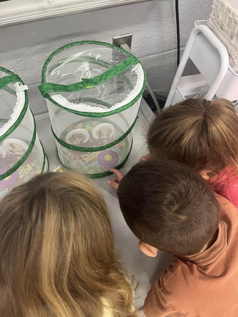 butterflies in class