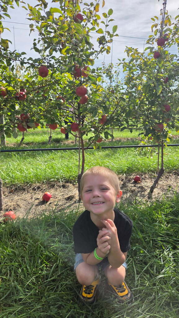 apples