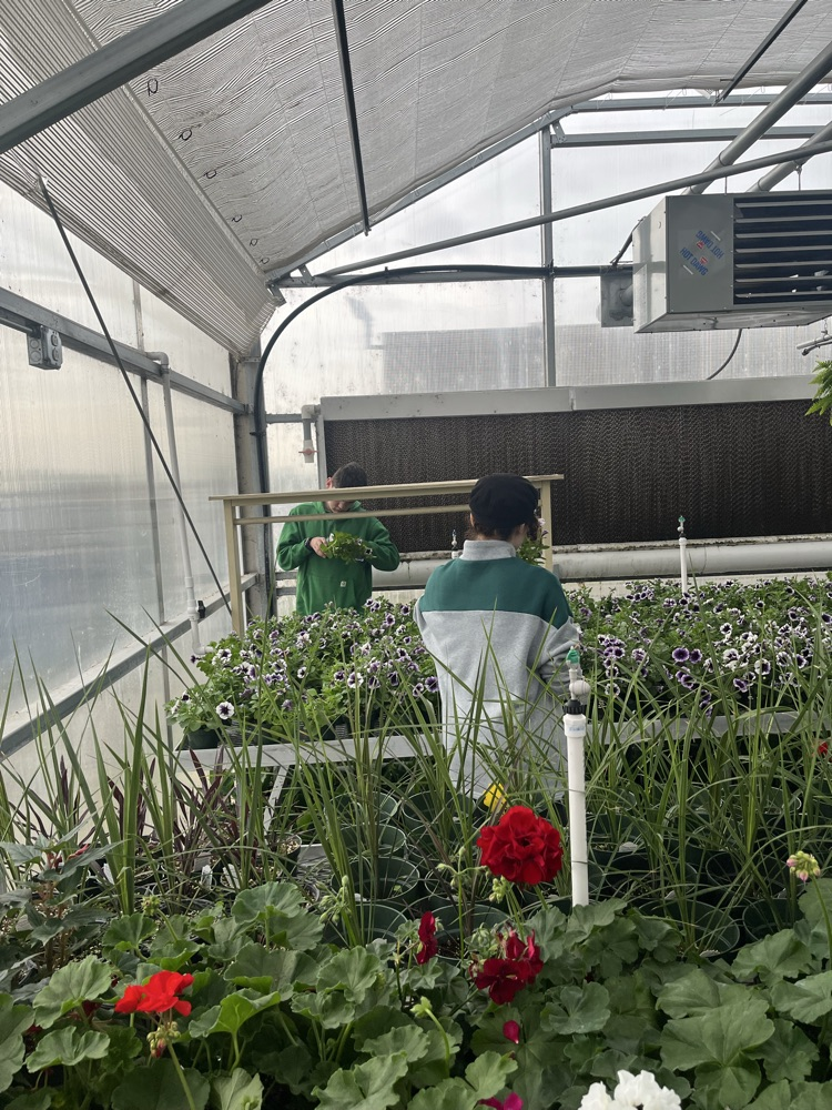 plants