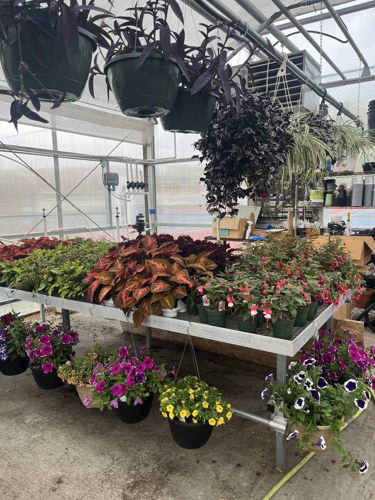 plants