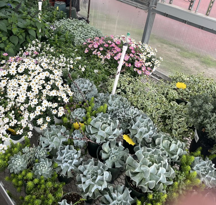 plants