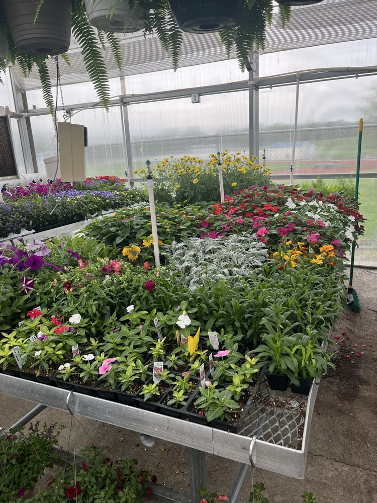 plants
