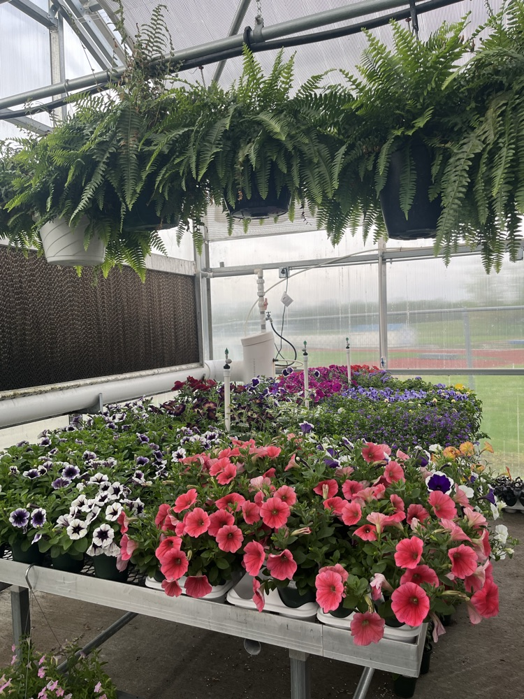 plants