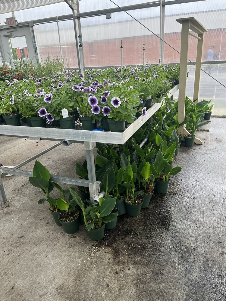 plants 