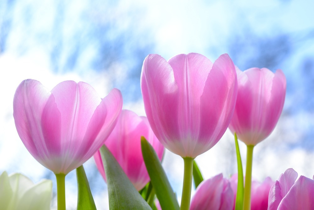 Photo of pink tulips against a blue sky with a few whispy clouds
