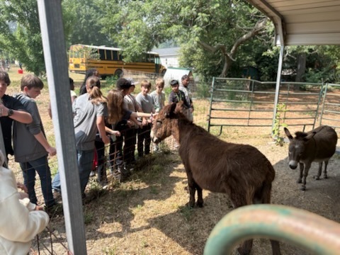 Students stand outside on the outside of a fence and look towards a fenced in area where donkey's are standing. A school bus is shown in the background.