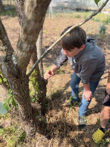 A student views something in his hands that he picked up from the ground. He is standing next to a tree.