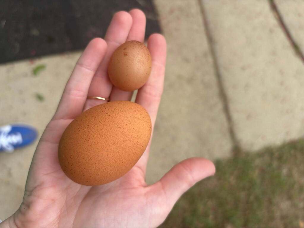 small egg