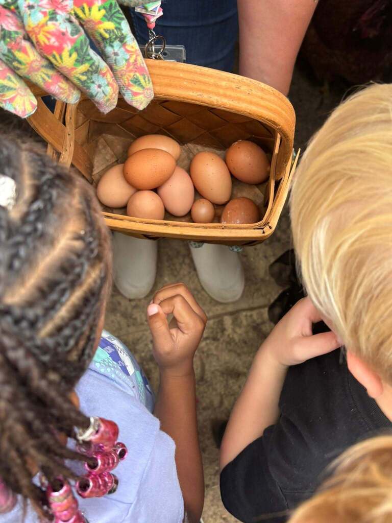 Eggs