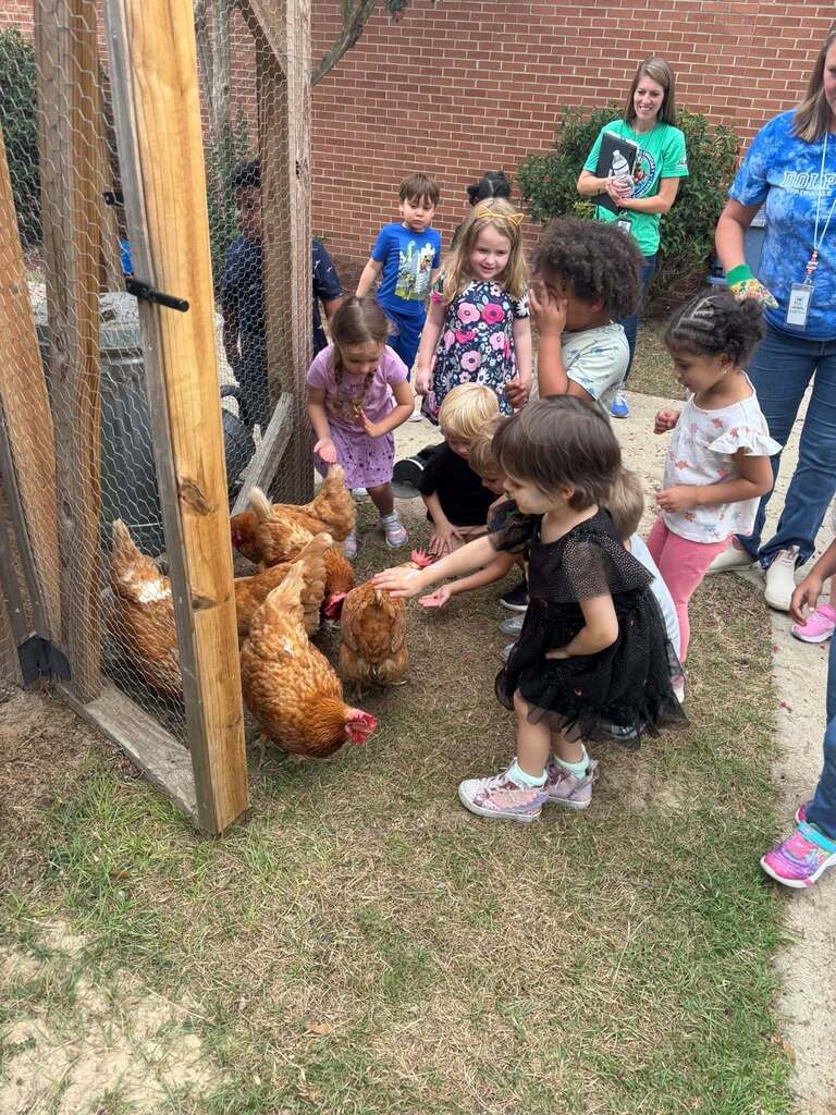 Chickens