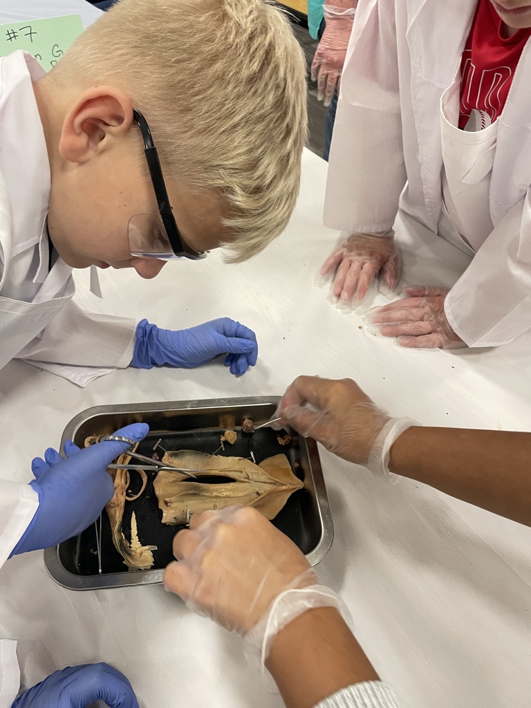 Squid Dissection