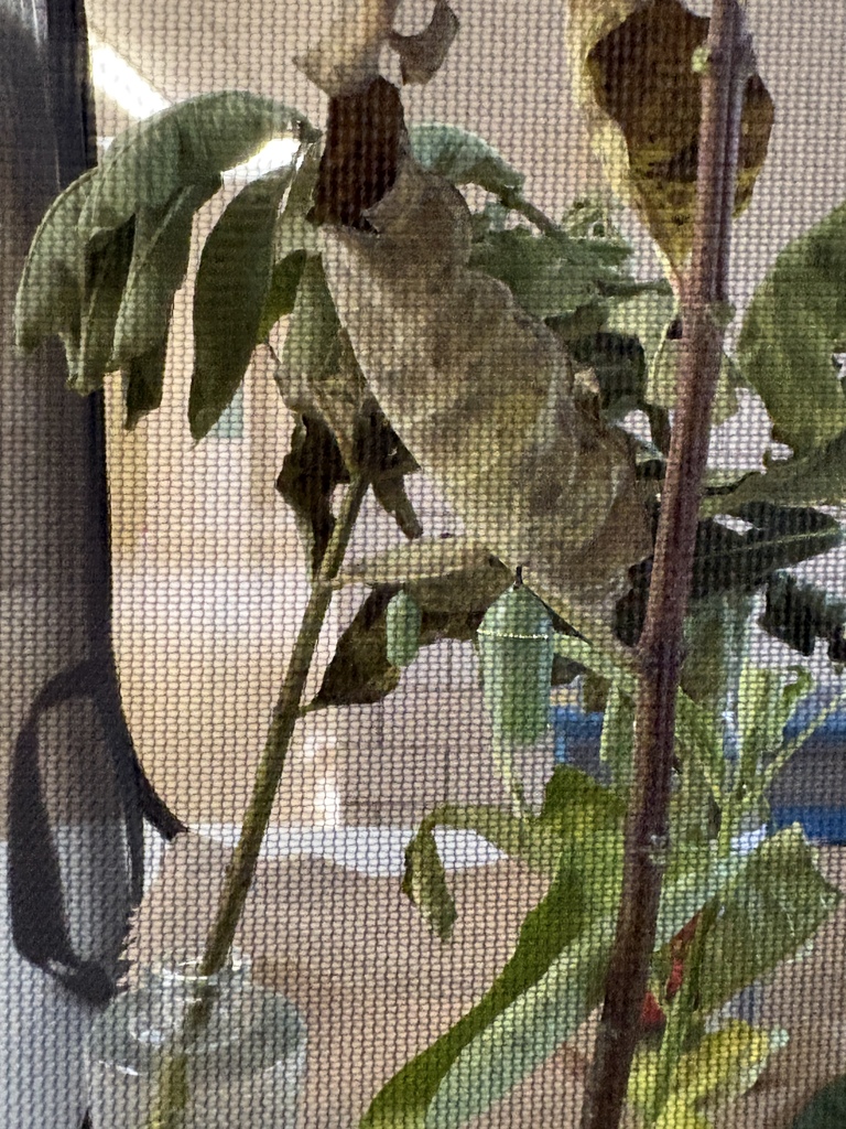 Butterflys