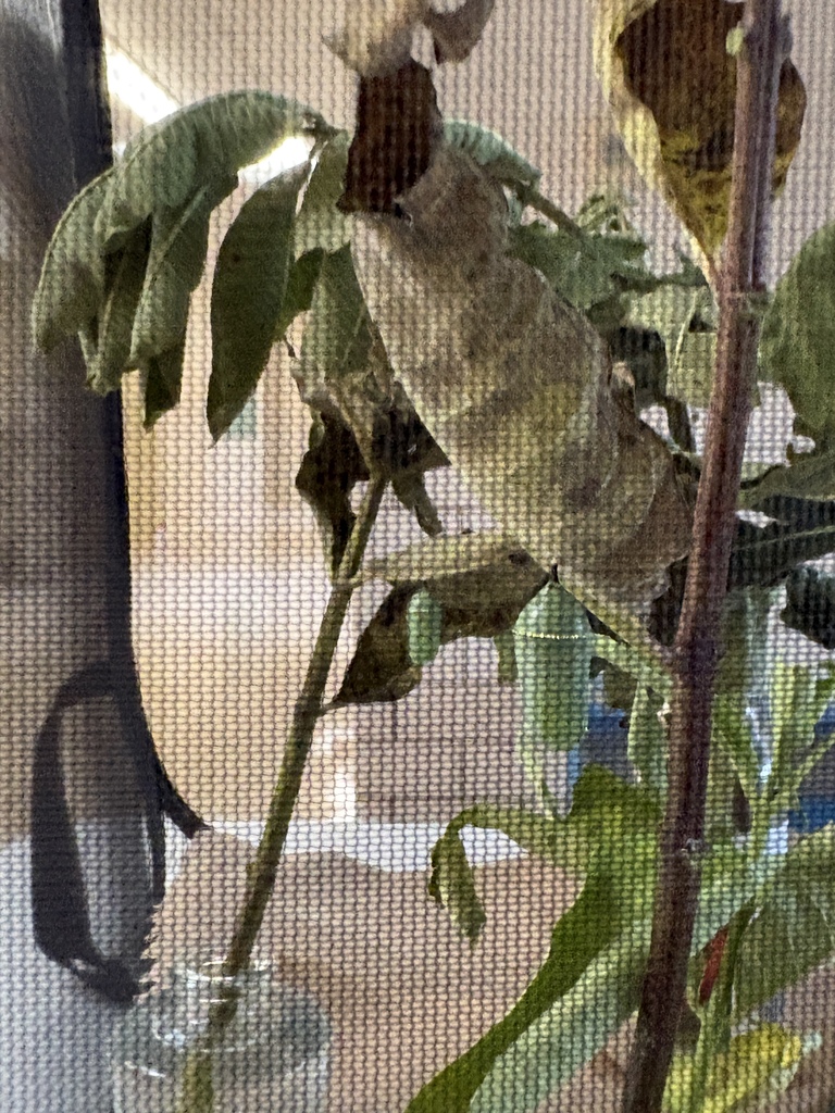 Butterflys