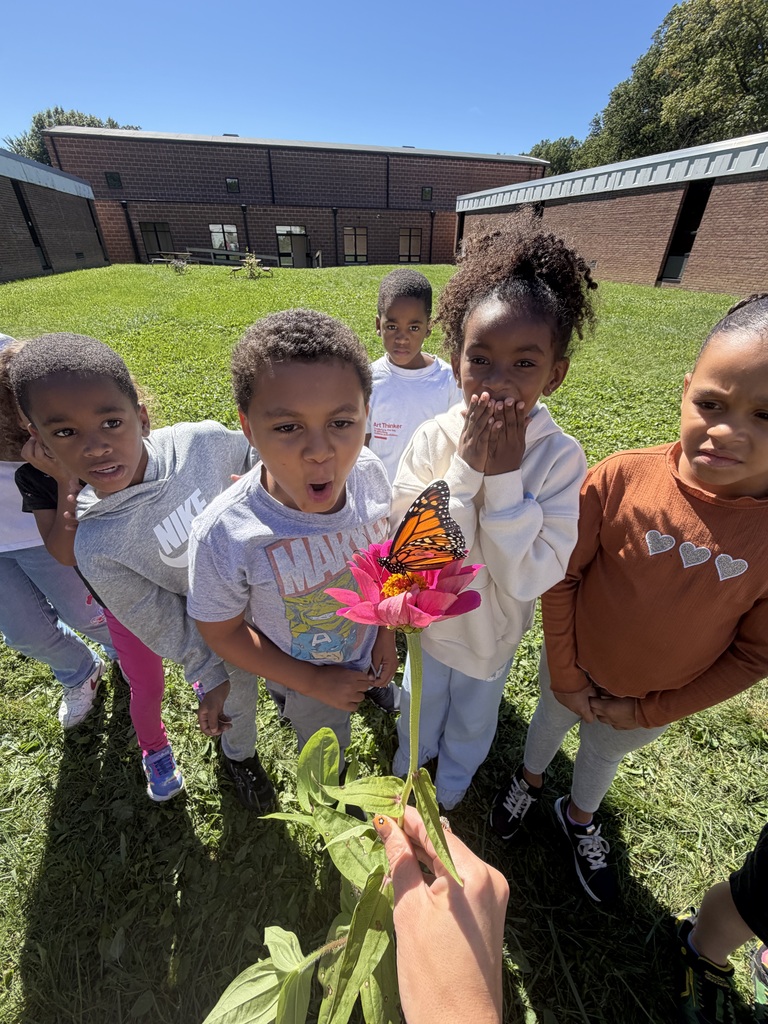 Butterflys