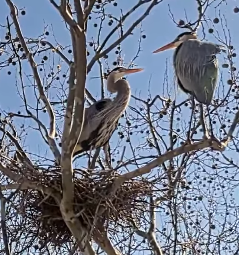 Heron Rookery