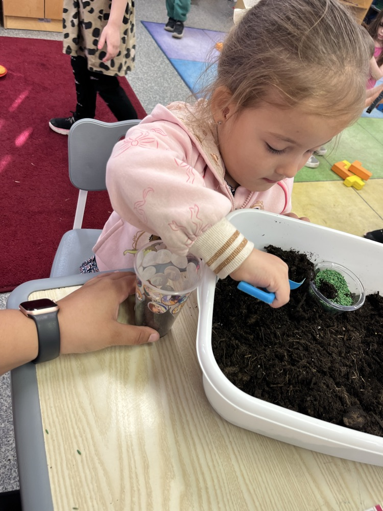Mrs. Williams’ preschool class got their hands dirty today planting grass! 🌱 The students had so much fun learning about how plants grow while carefully planting their own grass seeds.We can’t wait to watch their grass sprout over the next few days! 