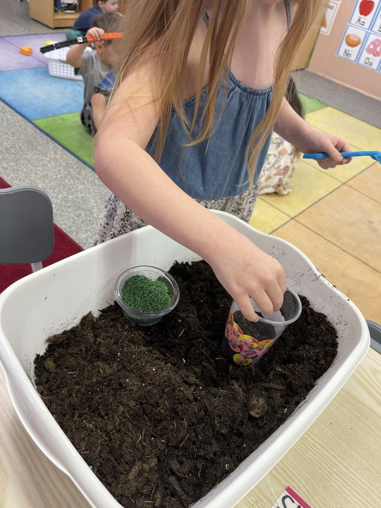 Mrs. Williams’ preschool class got their hands dirty today planting grass! 🌱 The students had so much fun learning about how plants grow while carefully planting their own grass seeds.We can’t wait to watch their grass sprout over the next few days! 