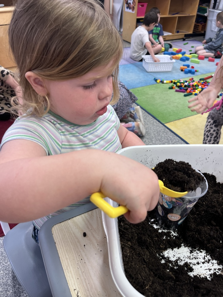 Mrs. Williams’ preschool class got their hands dirty today planting grass! 🌱 The students had so much fun learning about how plants grow while carefully planting their own grass seeds.We can’t wait to watch their grass sprout over the next few days! 
