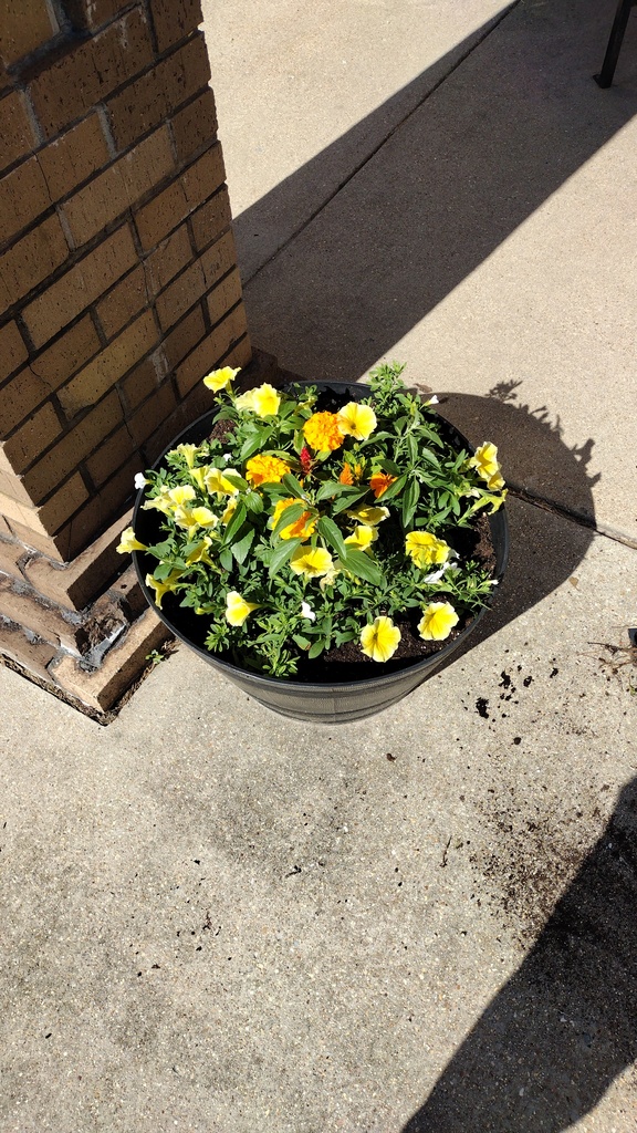 Flowers