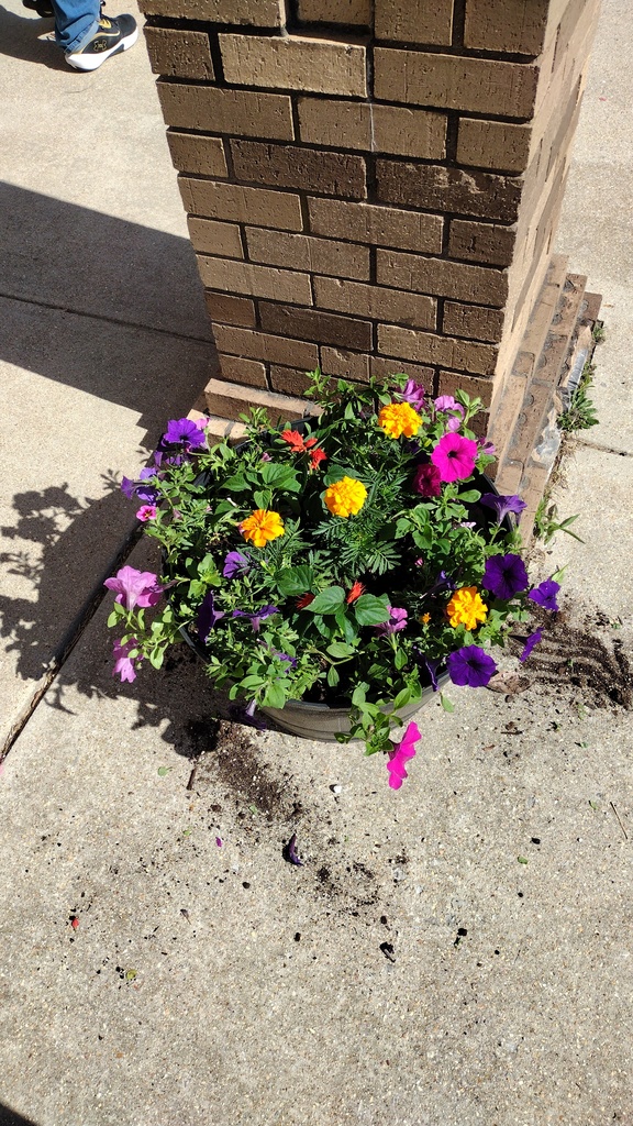 Flowers
